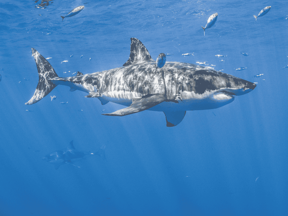 Shark (8)