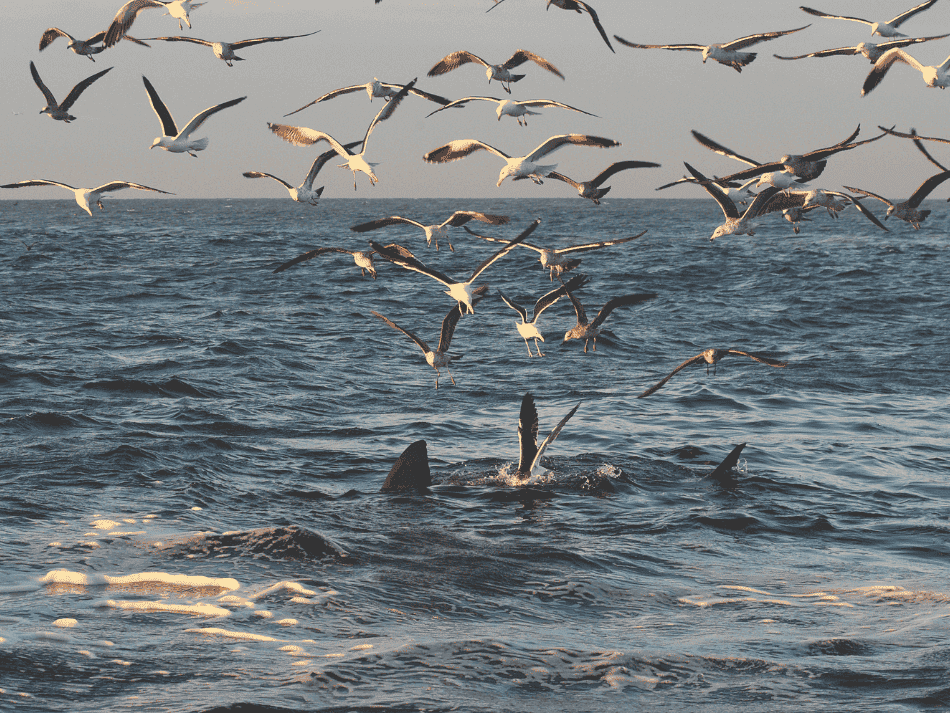 Shark (9)
