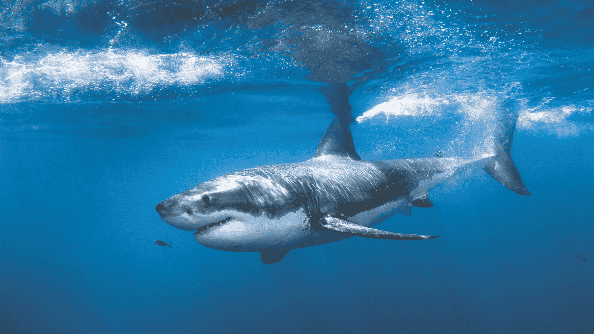 Shark couv (3)