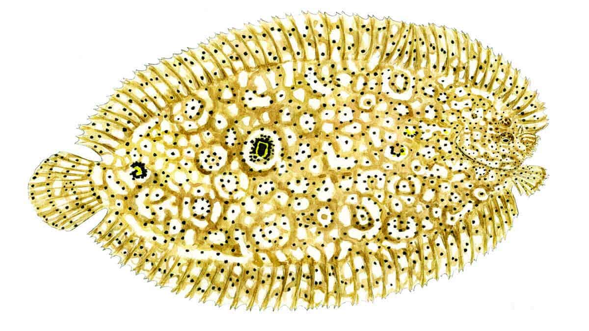 Sole moise
