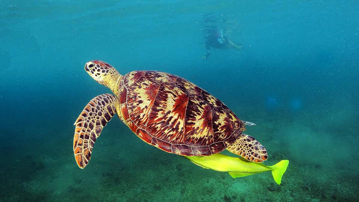 Tortue 49