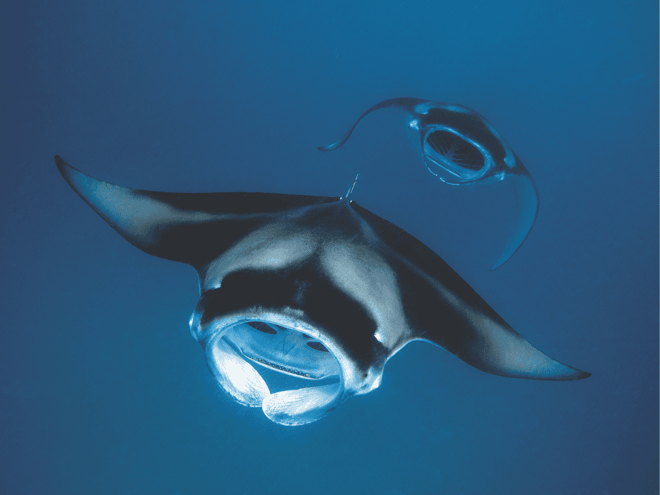 Aquapixel (4)