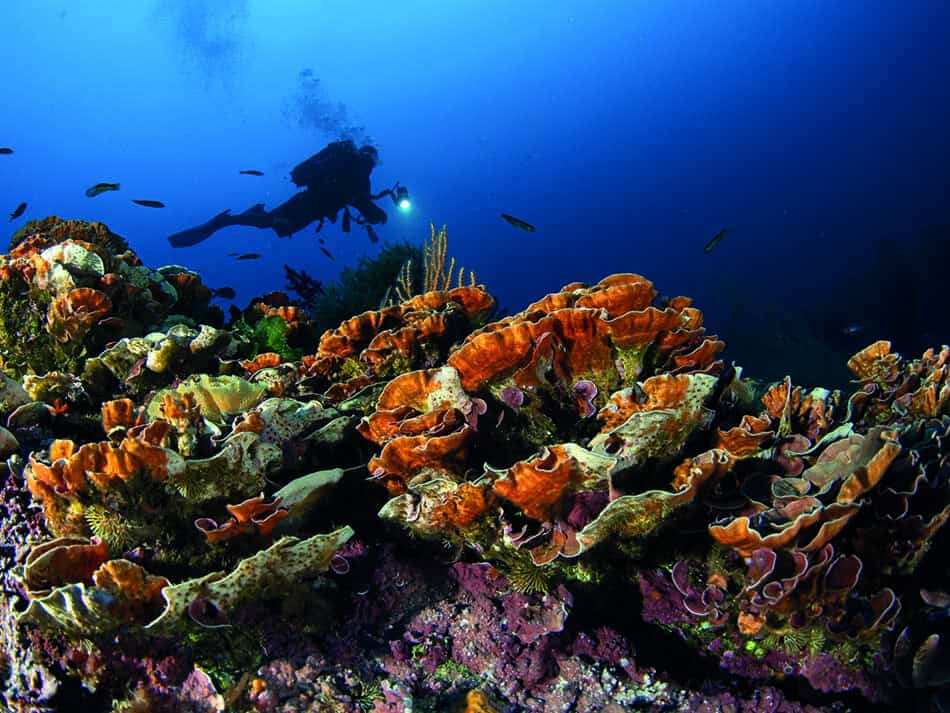 Corail