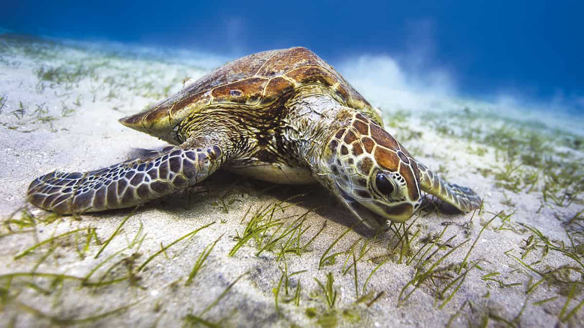 Ou observer tortue marine