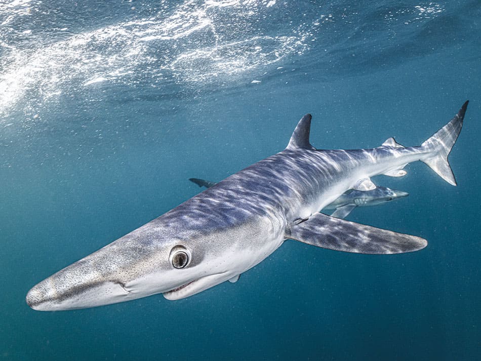 Requin bleu cornouailles 3
