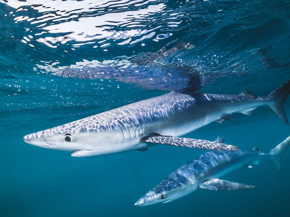 Requin bleu cornouailles 8