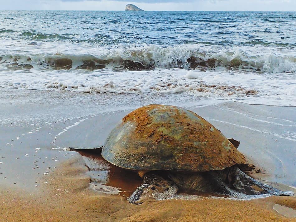 Tortue marine antilles 7