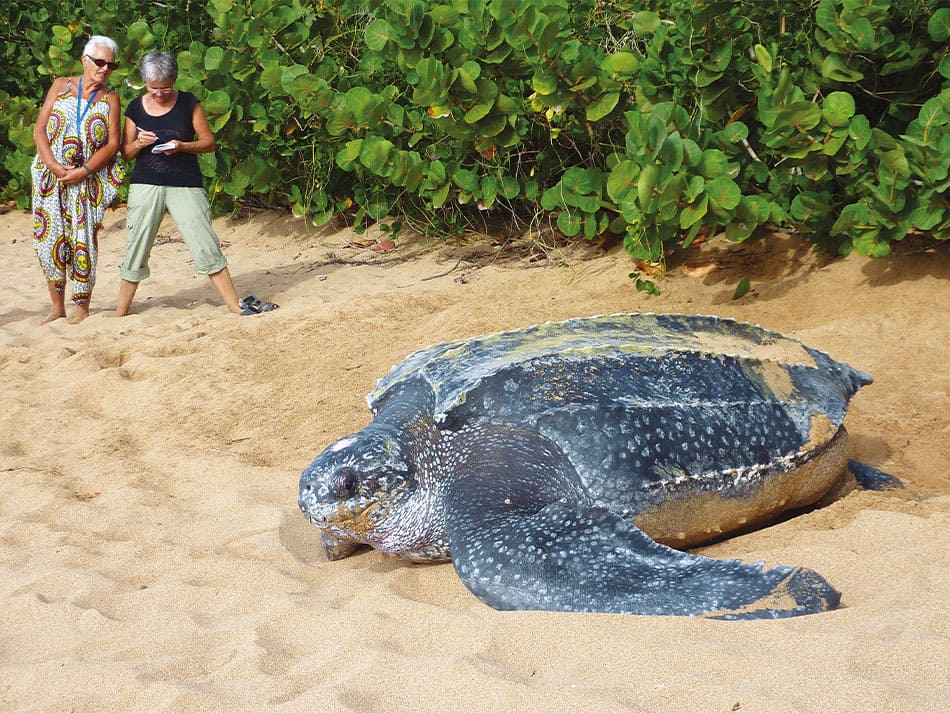 Tortue marine antilles 8