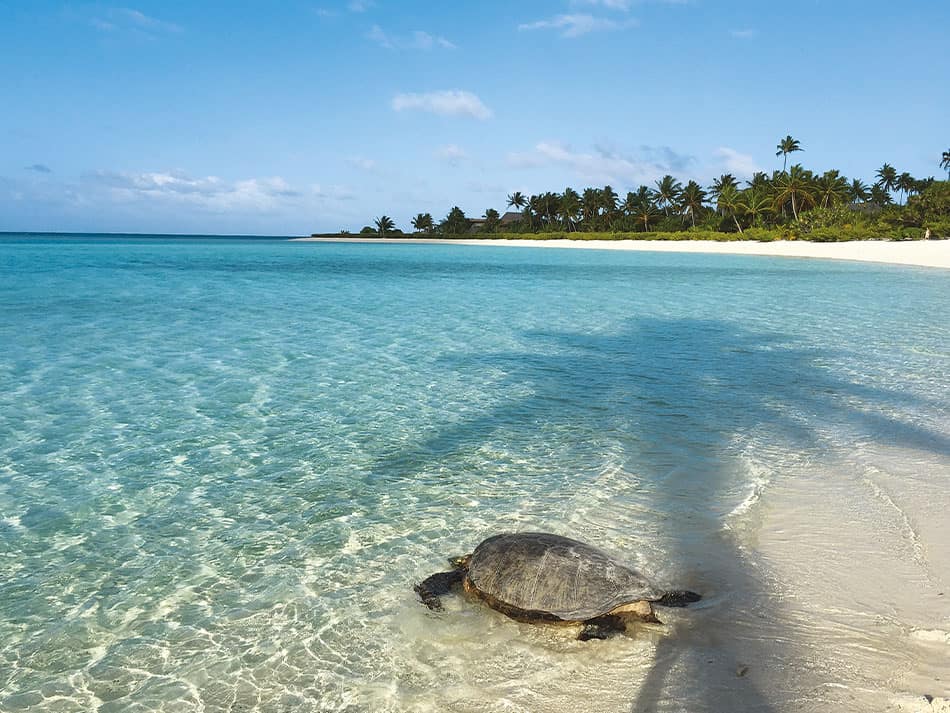 Tortue marine polynesie 3