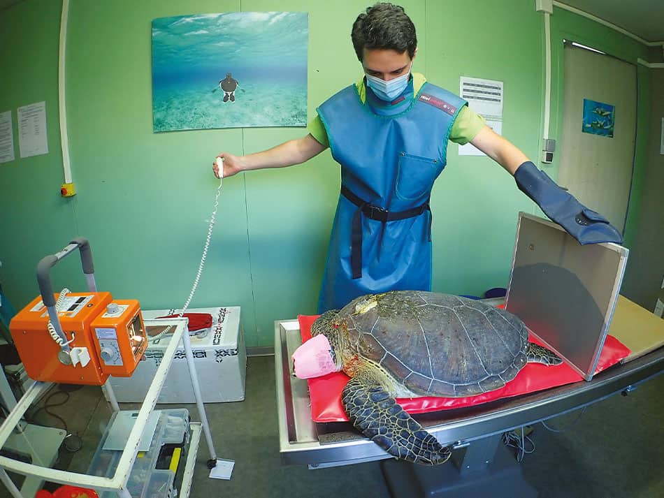 Tortue marine reunion 3