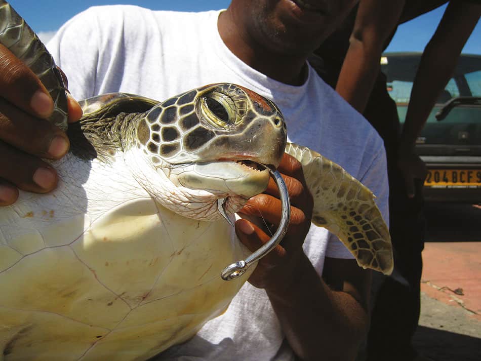 Tortue marine reunion 5