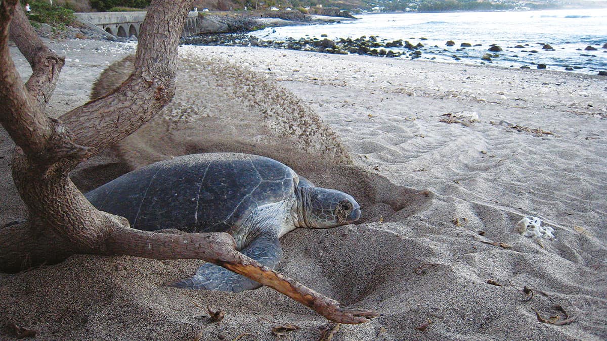Tortue marine reunion