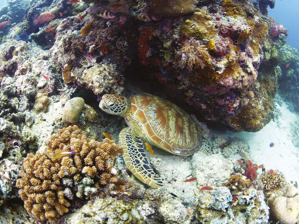 Tortue sipadan