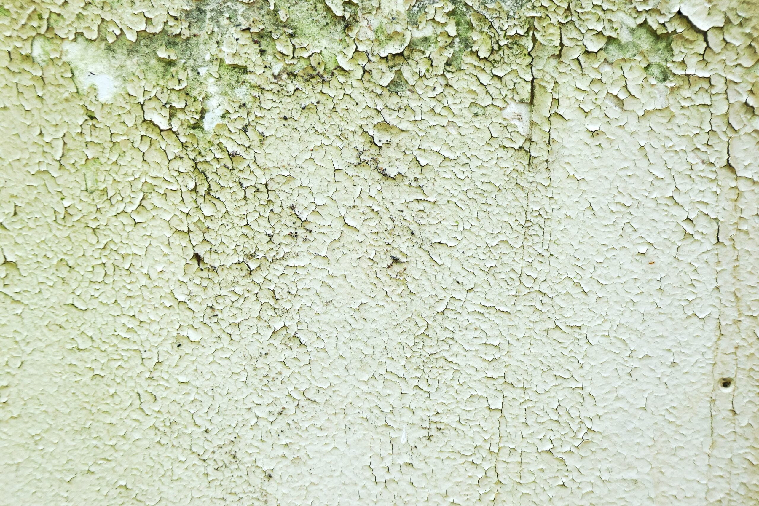 With mold removal services, you can rid your home of mold that triggers allergy symptoms.