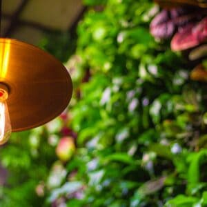on-site restaurant garden edison light bulb fixture