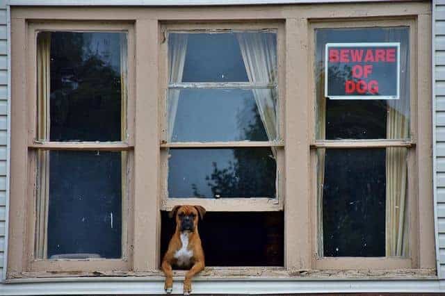 A pet dog sits in a window with a "Beware of dog" sign next to him. 