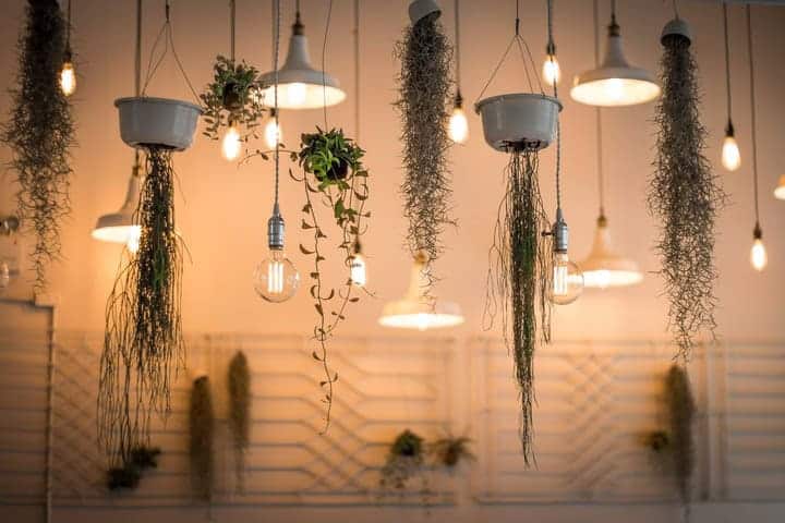 Hanging plants look great among pendant lights in a white dining room. 