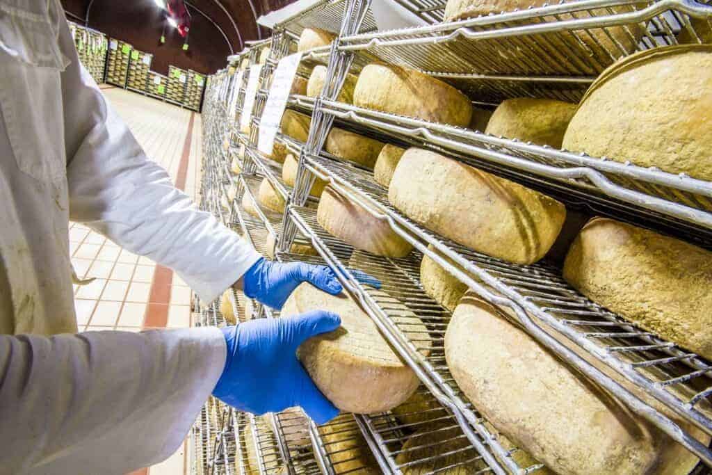 A gloved worker examines racks of aging cheese while managing high food plant sanitation rules.