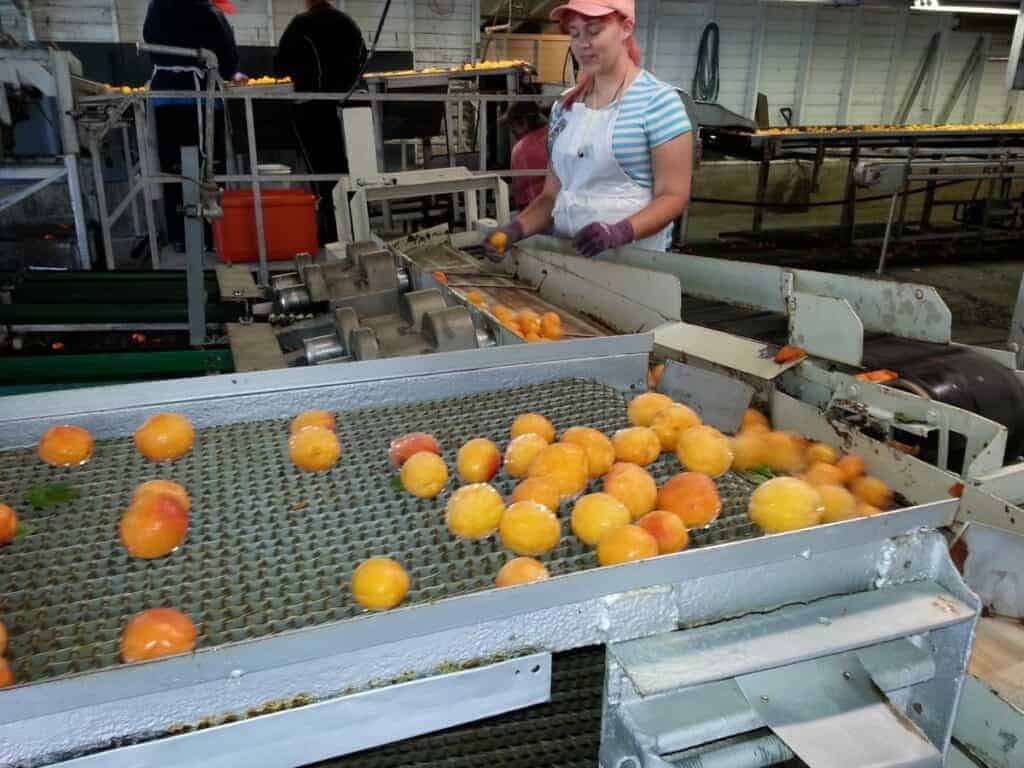 An employee at stands at the end of a conveyer line full of round orange fruit, as part of the process of food plant sanitation.