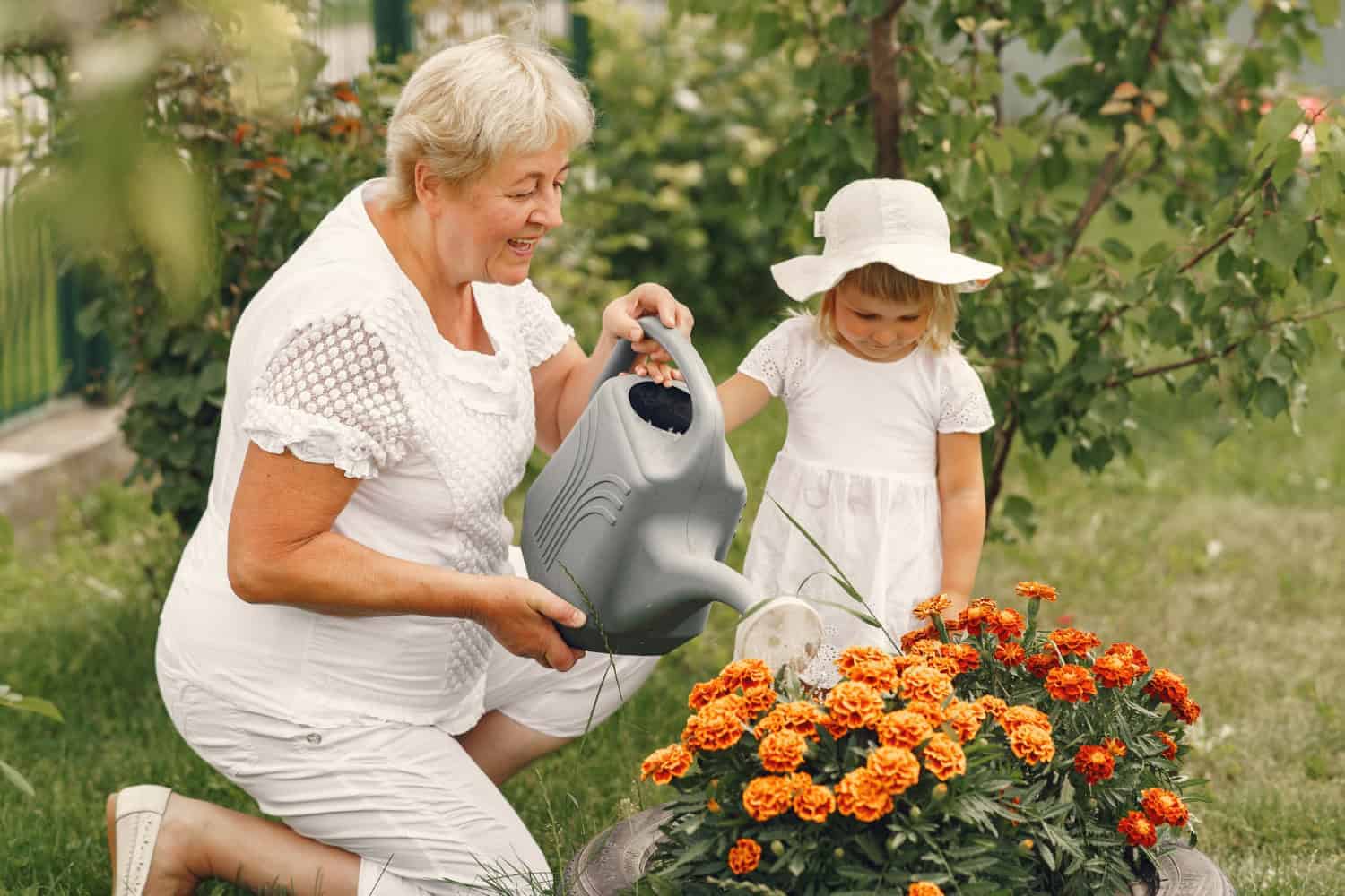 A grandmother and her granddaughter water the healthy orange flowers in their garden.