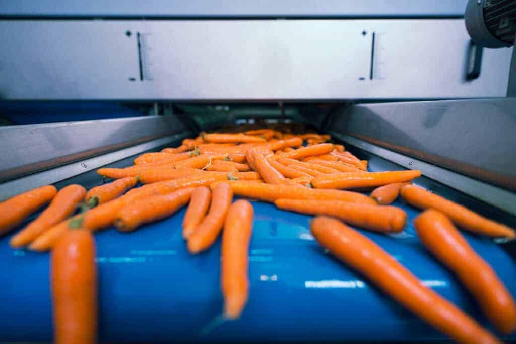 Raw carrots travel down a blue metal conveyor belt system in a food production facility.