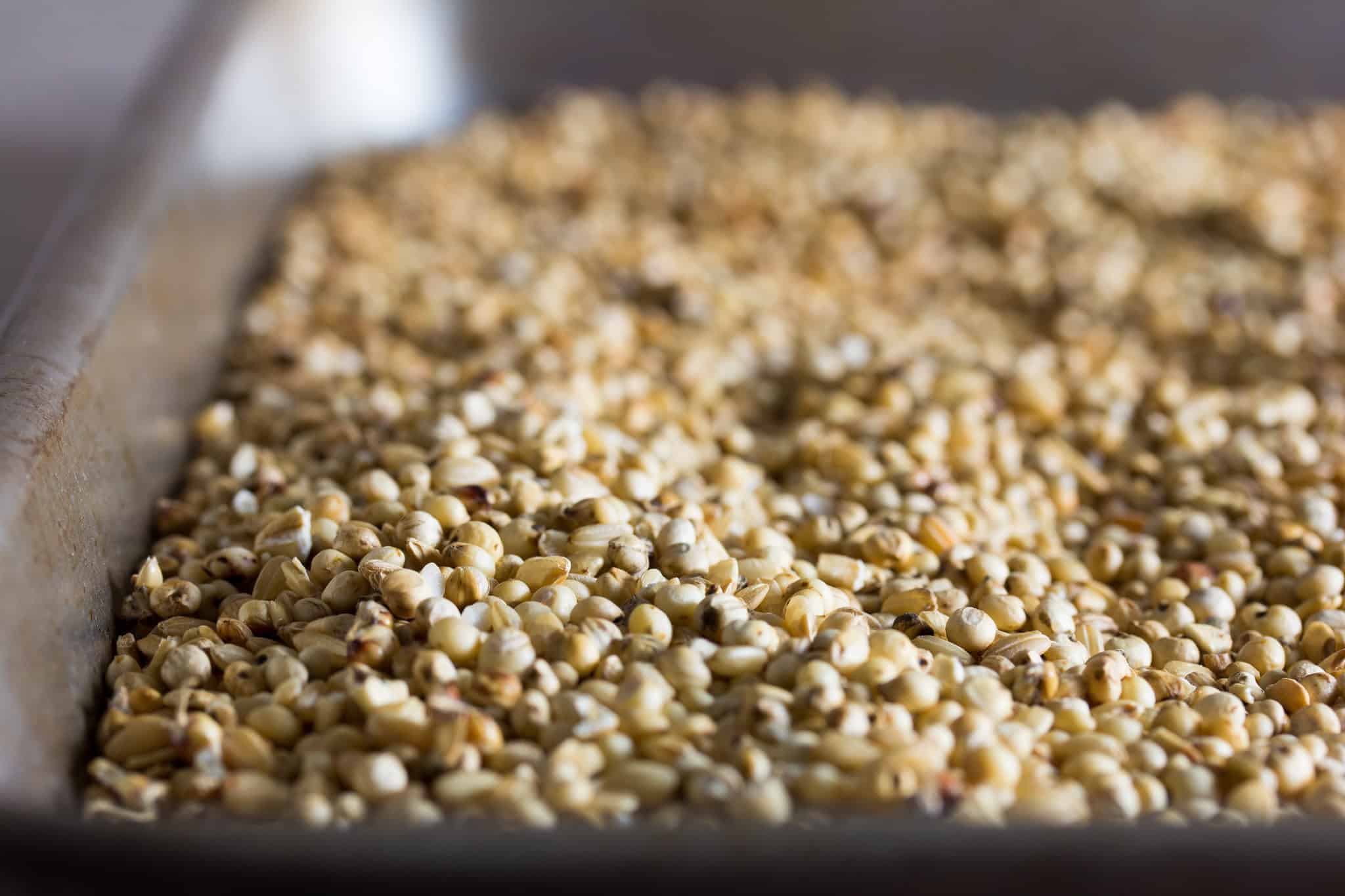 A close-up of gluten-free beer grains, including sorghum, brown rice, and oats.