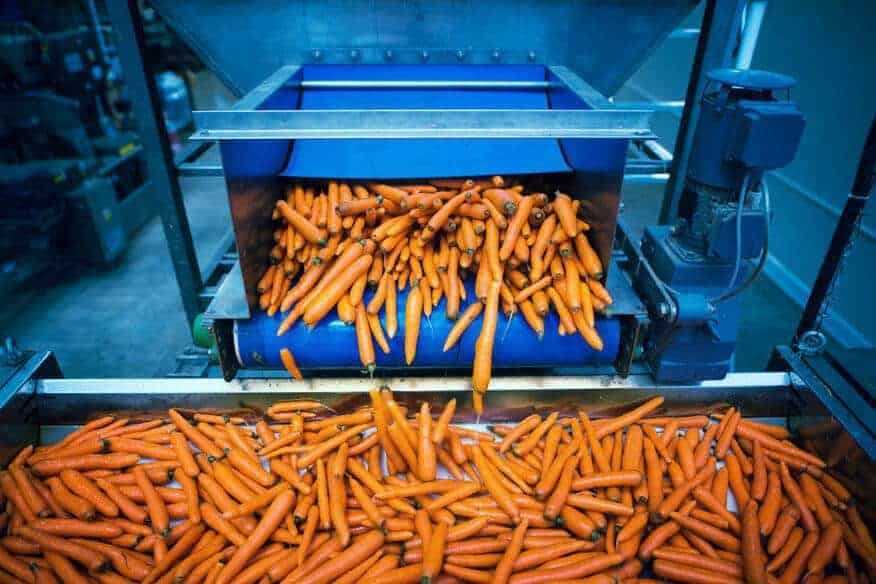 Bright carrots fall from food manufacturing equipment into a large bins full of more carrots.