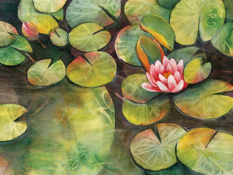 Waterlilies-sm