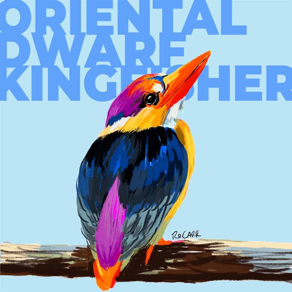 ORIENTAL DWARF KINGFISHER-SM