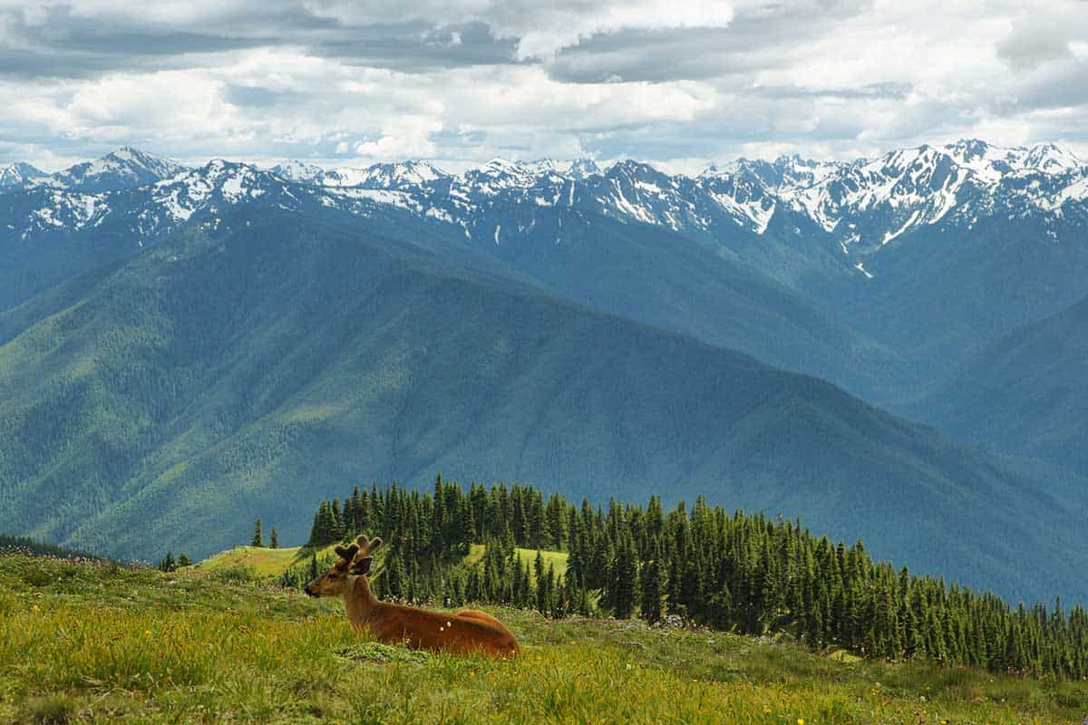 Hurricane Ridge at Olympic National Park
