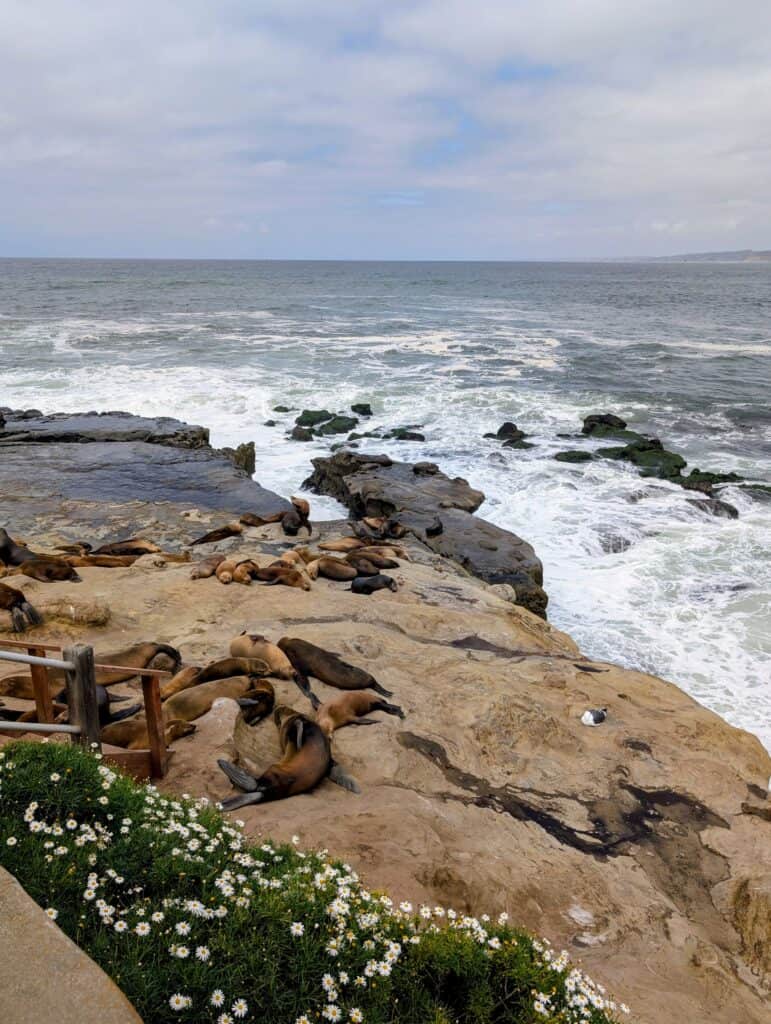 Sea lions cover the rocky coastline in La Jolla.