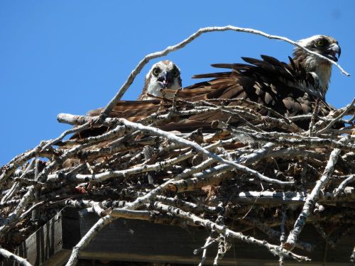 Osprey on the Nest