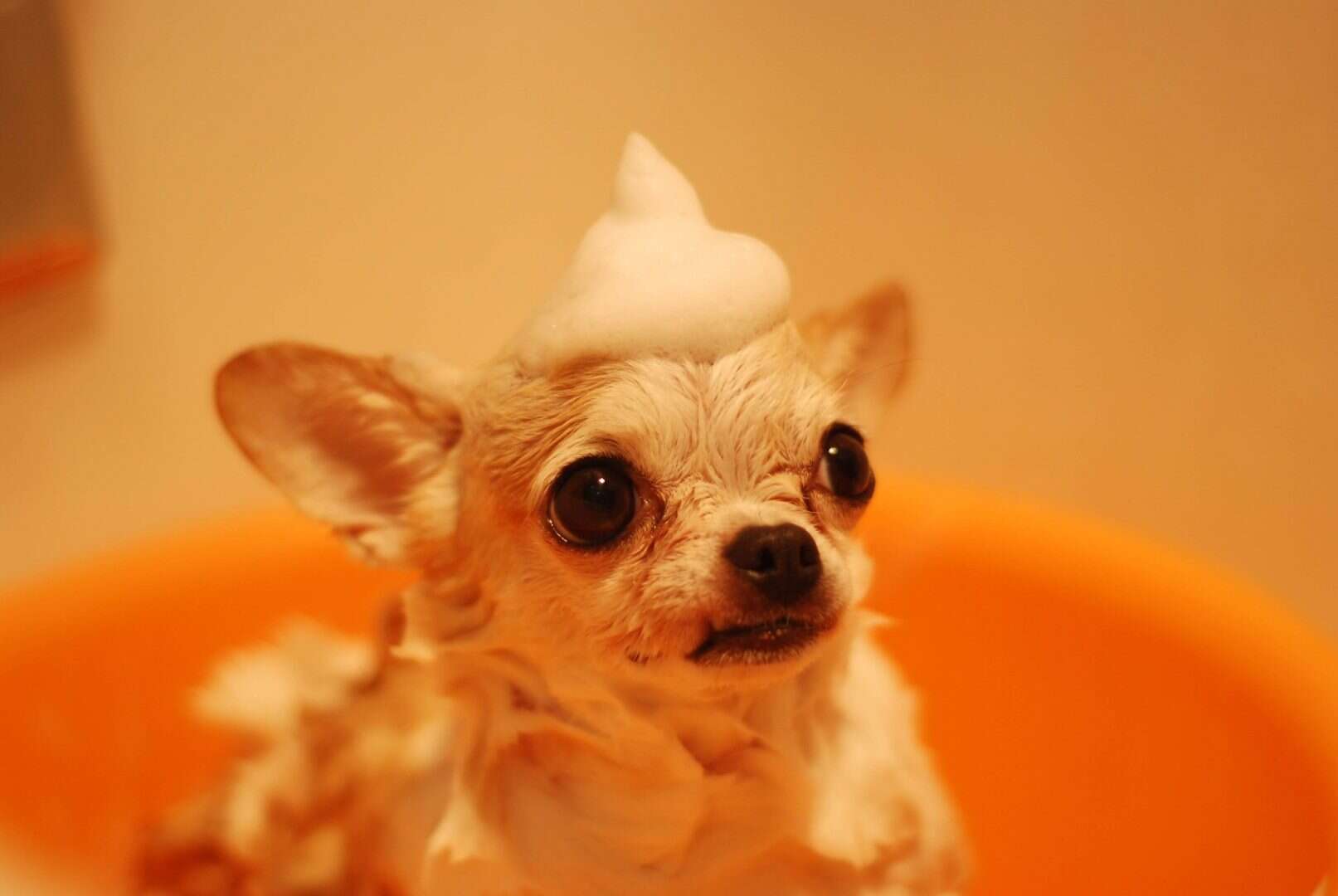 pet-grooming