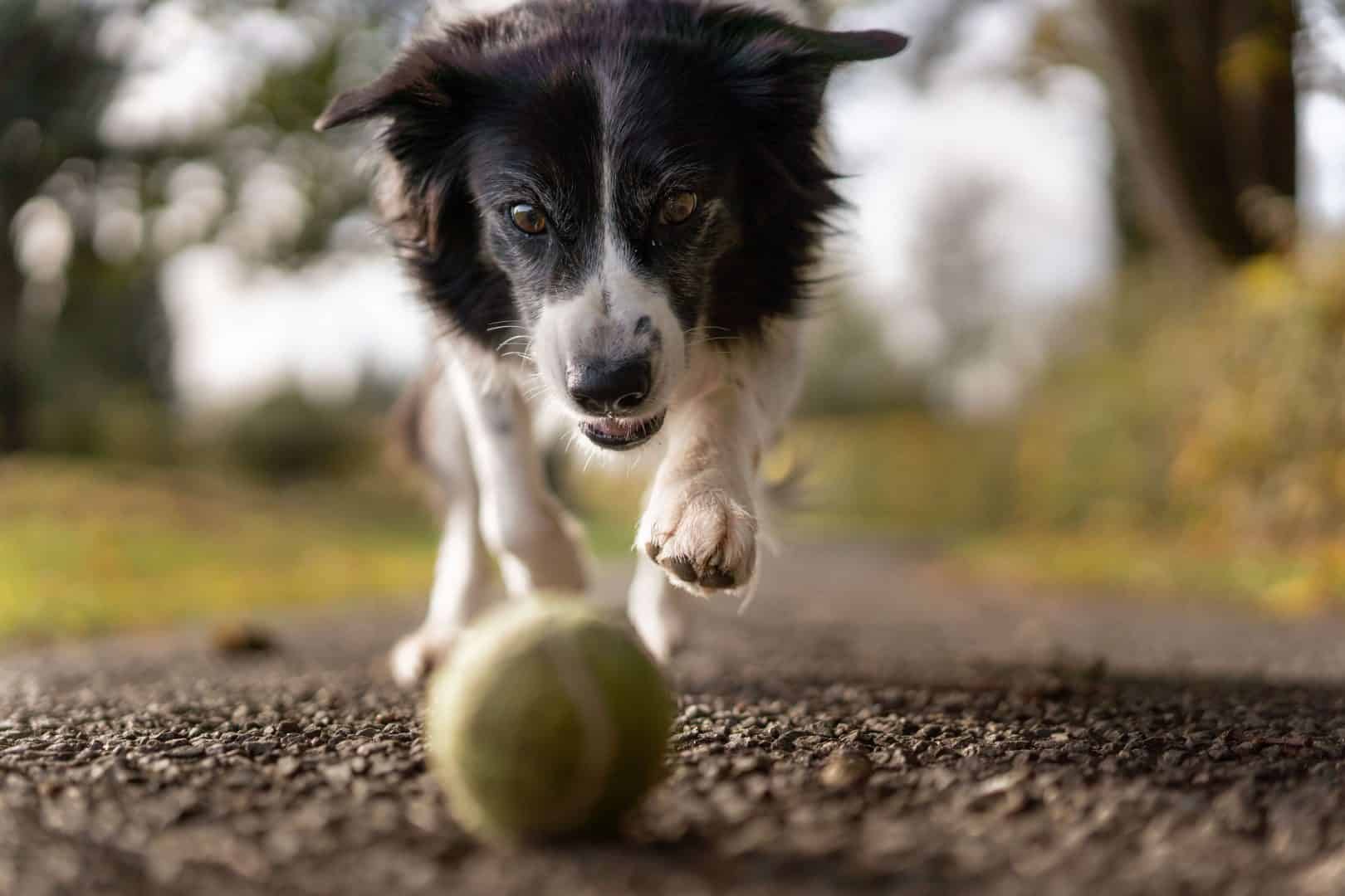 pet-toys