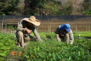 ecosia, agtech, startup