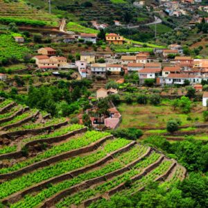 Vineyard Offices – Portugal's Douro and Alentejo