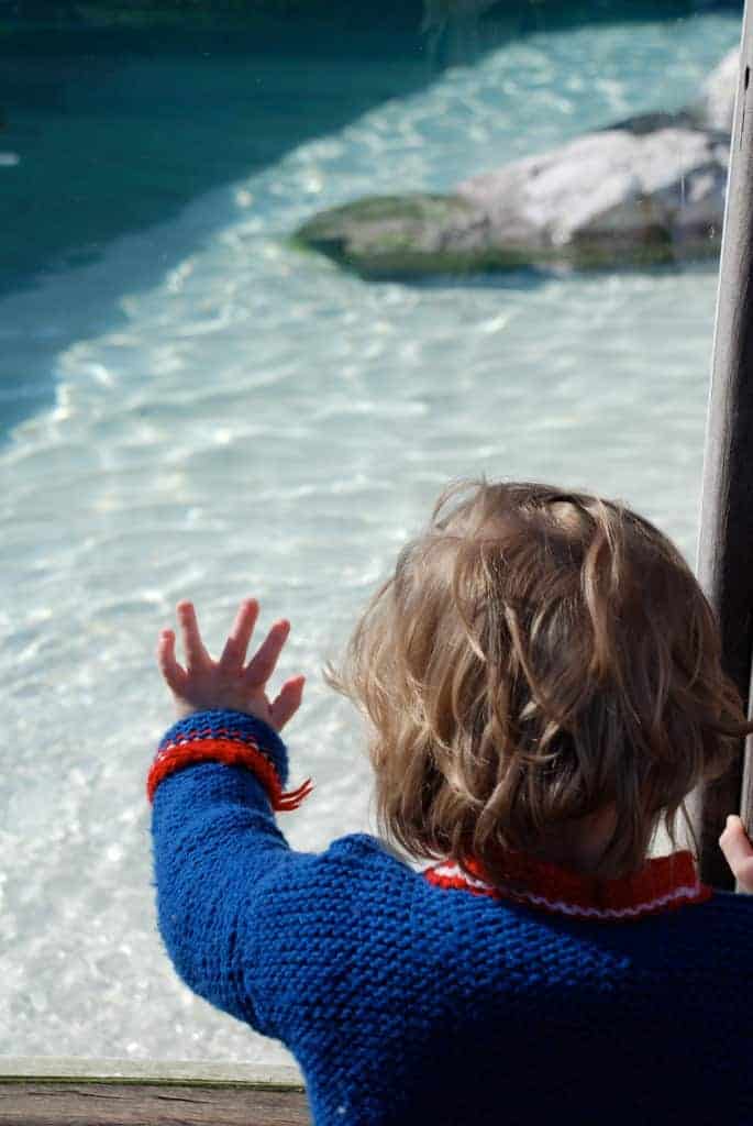 Watching the penguins