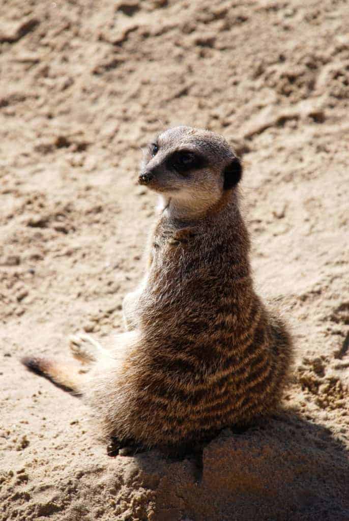 Meerkat