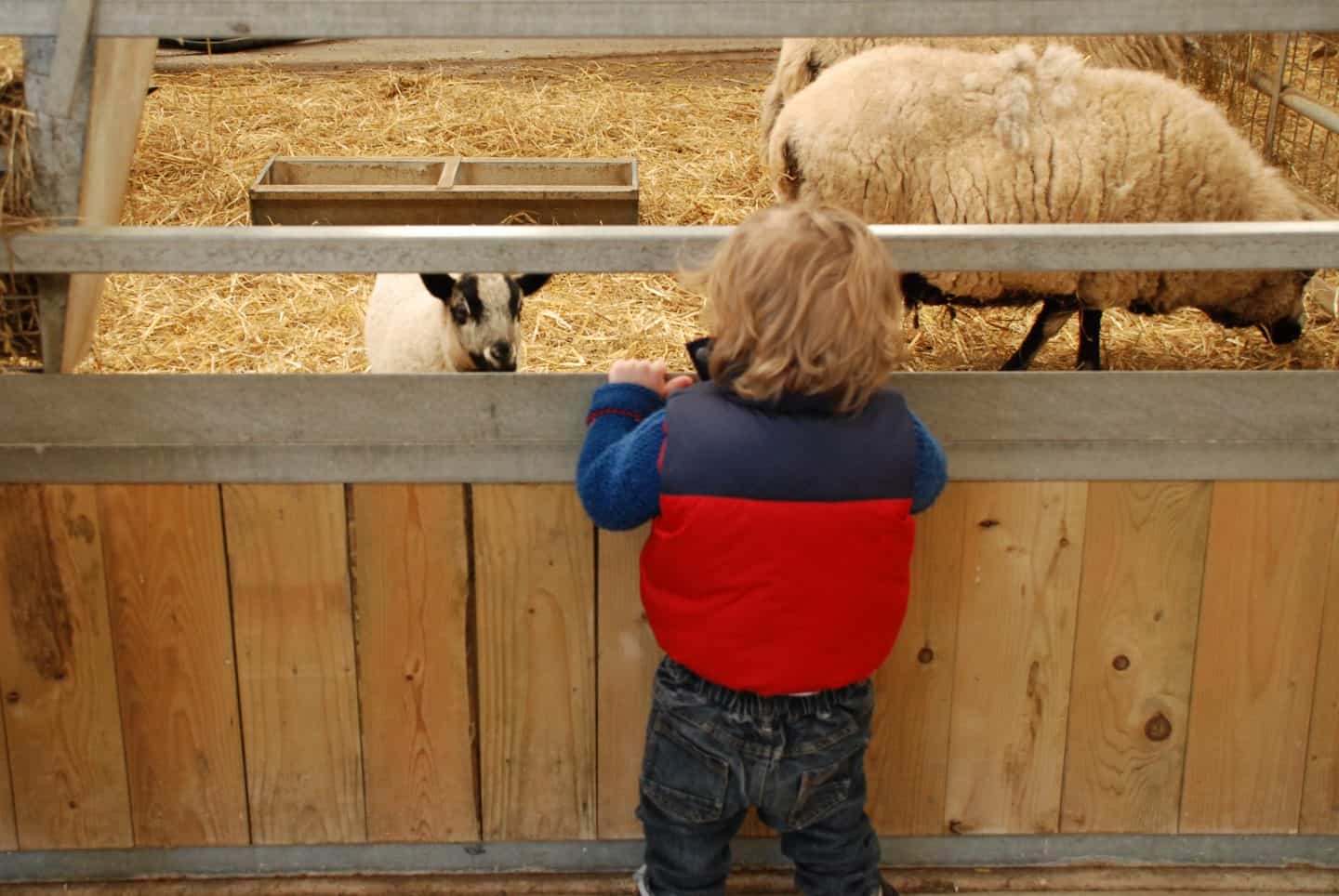 Sheep at Folly Farm adventure park and zoo