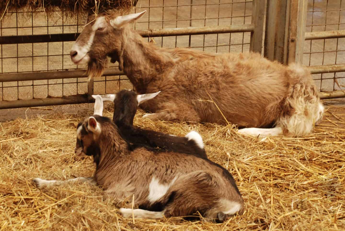 Goats at Folly Farm adventure park and zoo