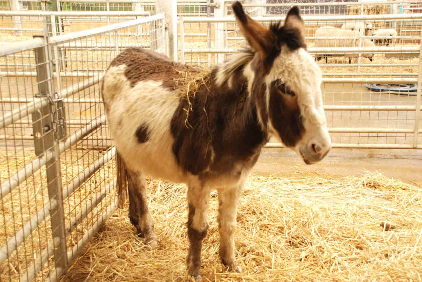 Donkey at Folly Farm adventure park and zoo