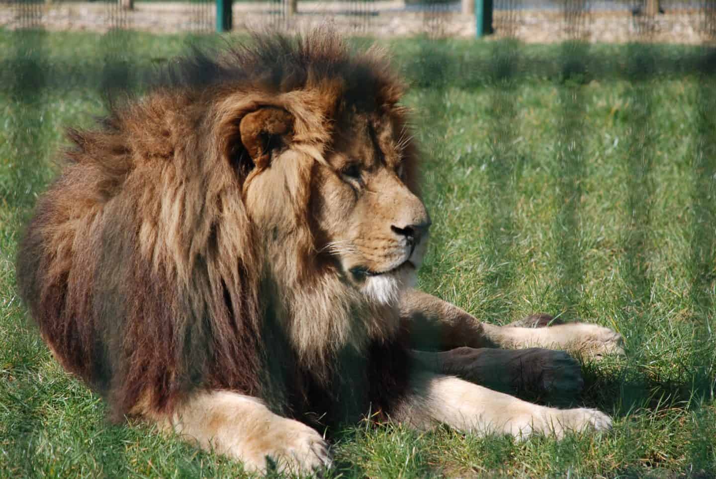 Lion at Folly Farm adventure park and zoo