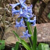 BLUEBELL2