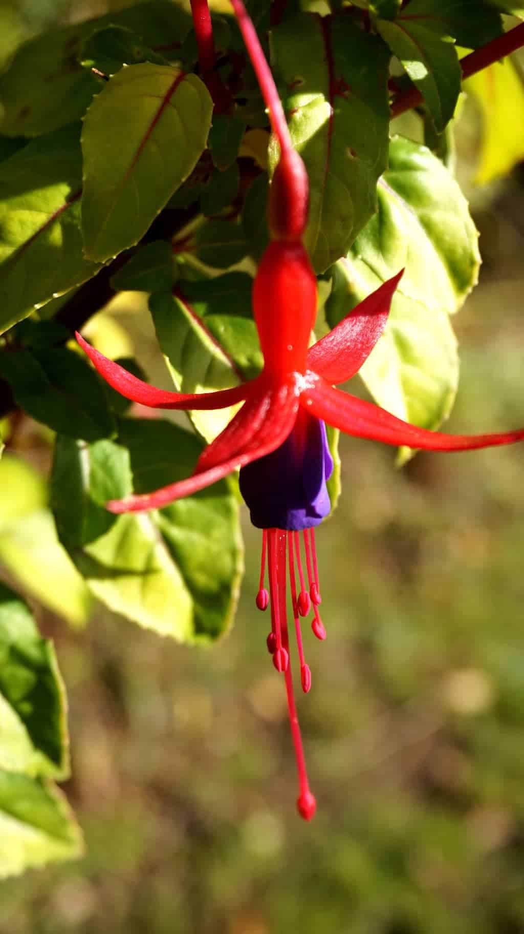 autumn-garden-fuschia