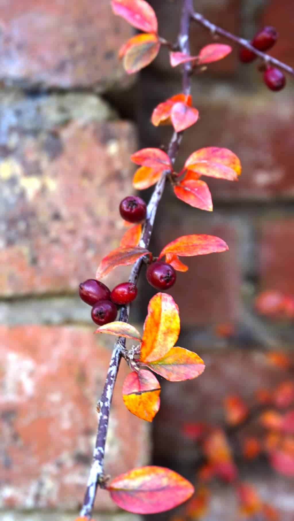 autumn-garden1