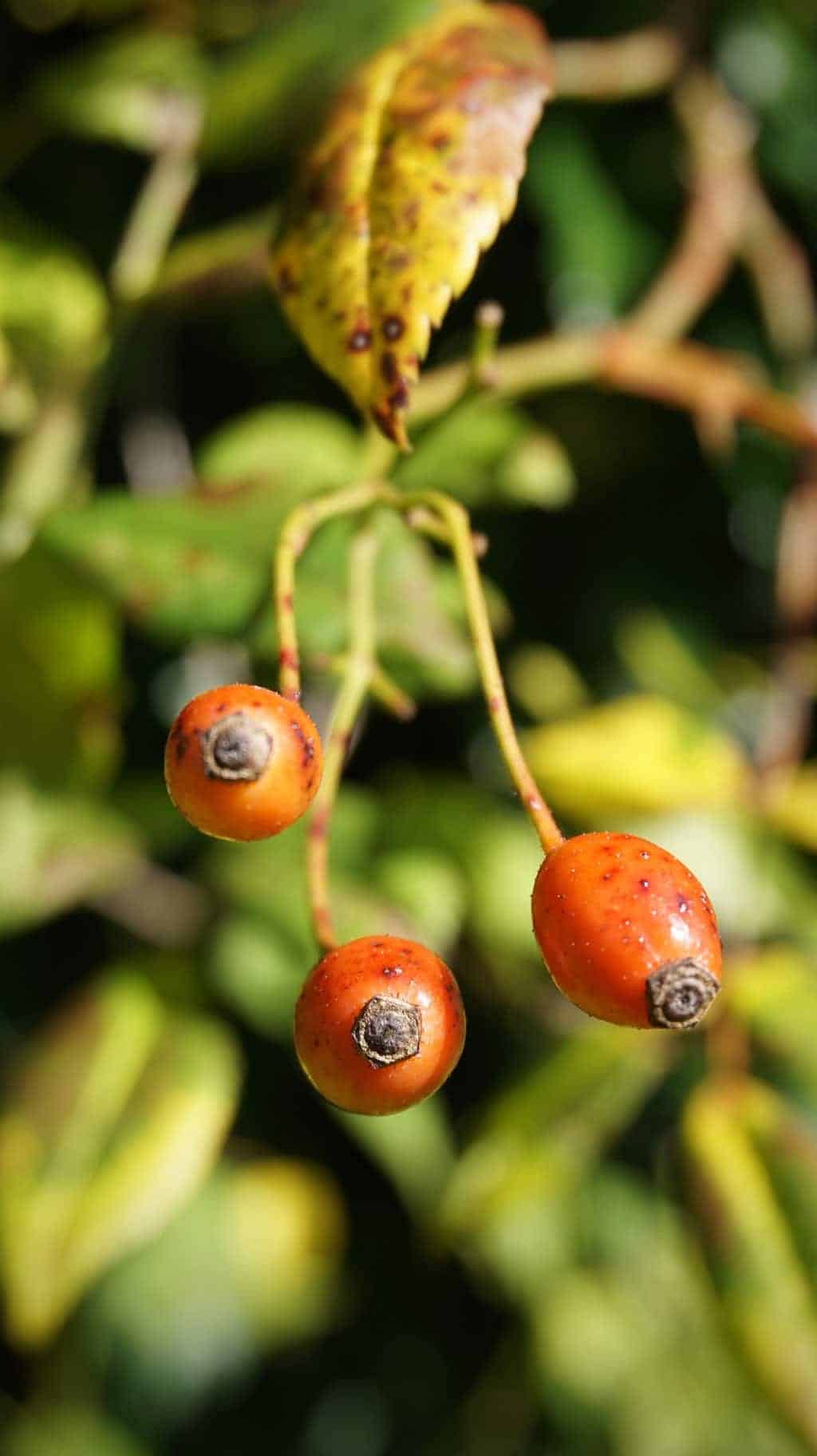 autumn-garden-rosehips