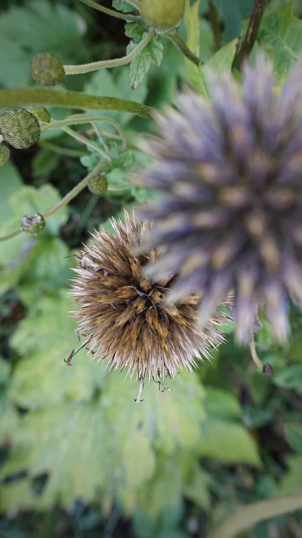 autumn-garden-thistle