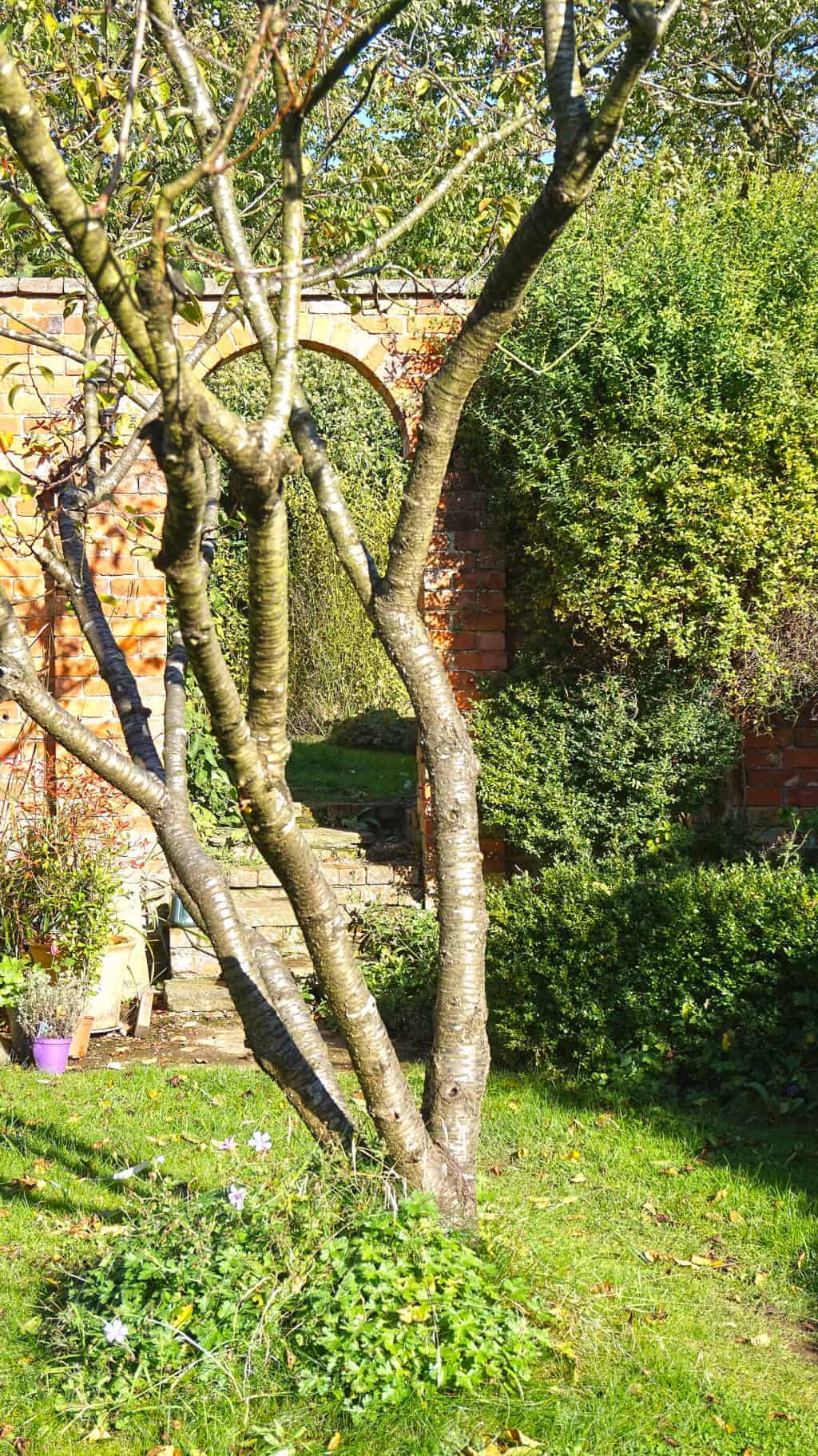 autumn-garden-tree