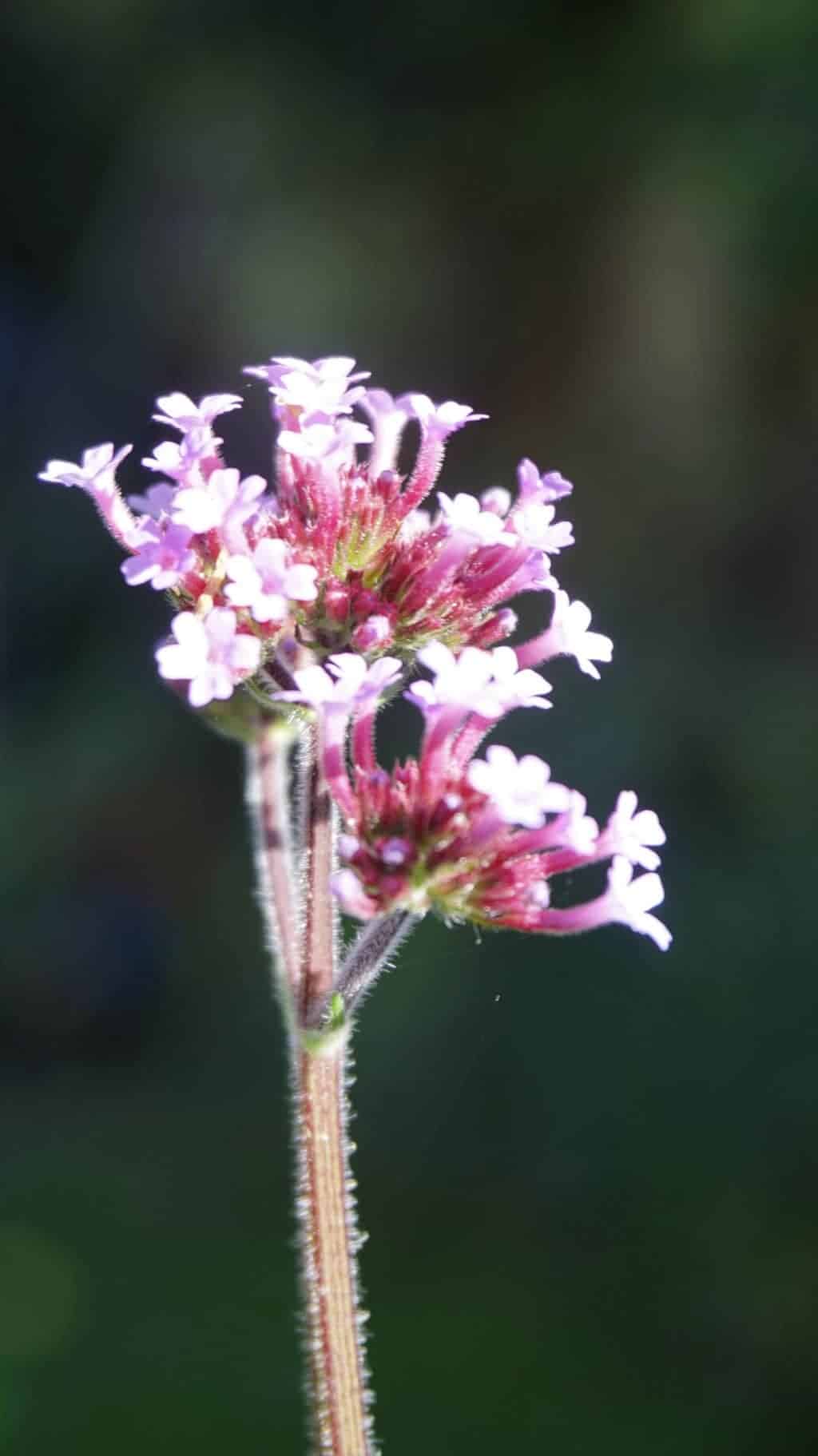 autumn-garden-verbena
