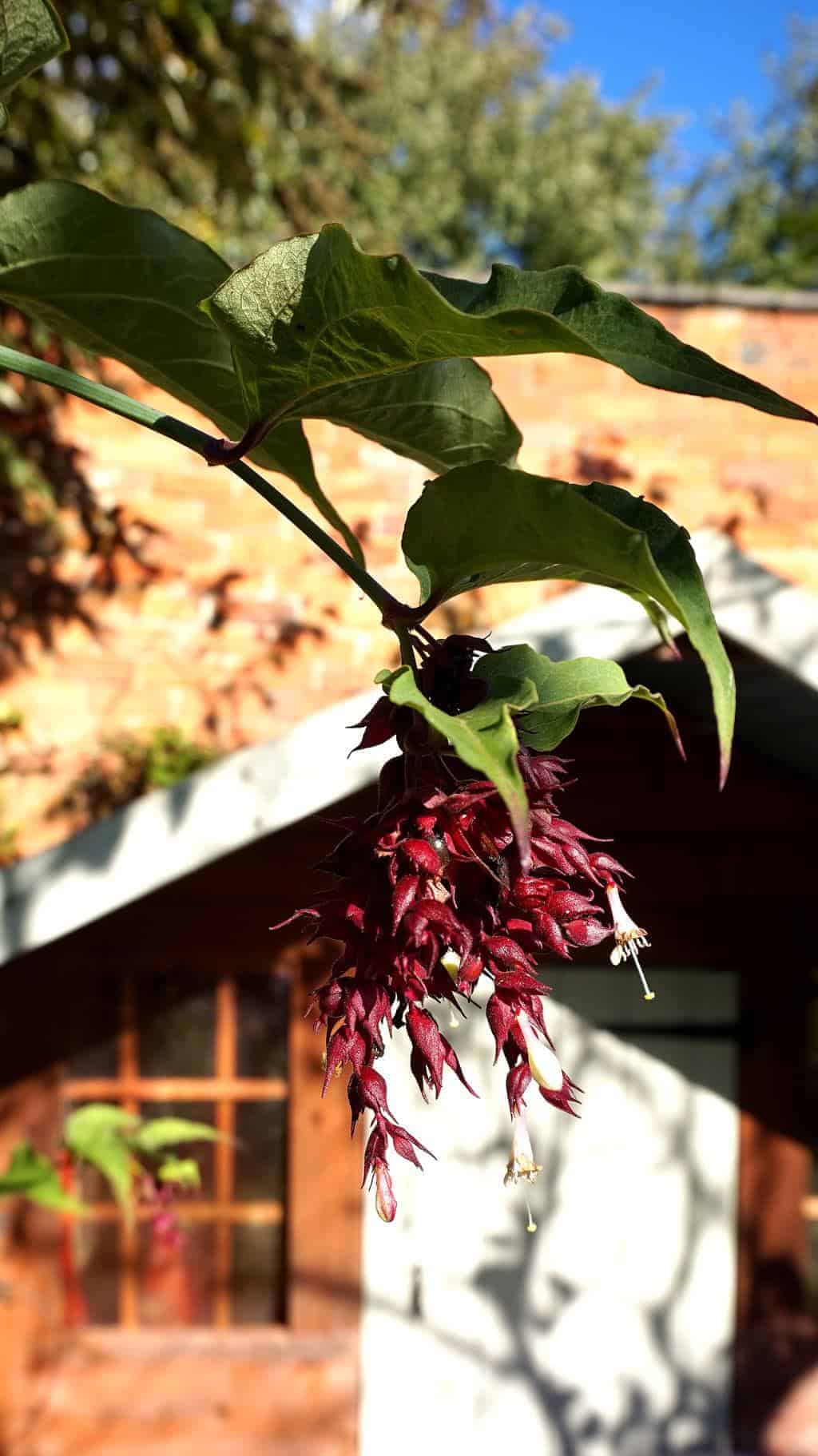 autumn-garden-wendy-house